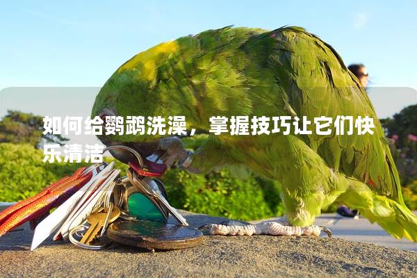 如何给鹦鹉洗澡，掌握技巧让它们快乐清洁