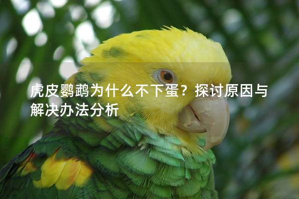 虎皮鹦鹉为什么不下蛋？探讨原因与解决办法分析