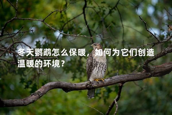 冬天鹦鹉怎么保暖，如何为它们创造温暖的环境？