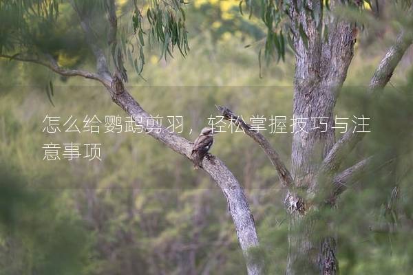 怎么给鹦鹉剪羽，轻松掌握技巧与注意事项