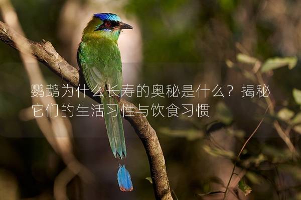 鹦鹉为什么长寿的奥秘是什么？揭秘它们的生活习性与饮食习惯