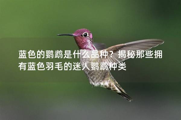 蓝色的鹦鹉是什么品种？揭秘那些拥有蓝色羽毛的迷人鹦鹉种类