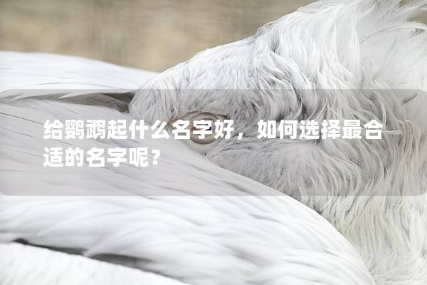 给鹦鹉起什么名字好，如何选择最合适的名字呢？