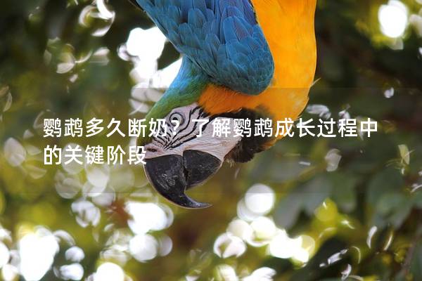 鹦鹉多久断奶？了解鹦鹉成长过程中的关键阶段