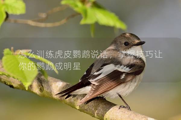 怎么训练虎皮鹦鹉说话，掌握技巧让你的鹦鹉成明星
