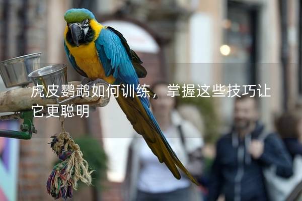 虎皮鹦鹉如何训练，掌握这些技巧让它更聪明