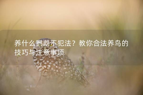 养什么鹦鹉不犯法？教你合法养鸟的技巧与注意事项