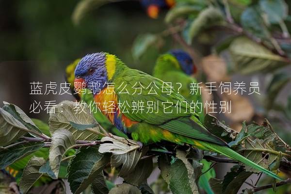 蓝虎皮鹦鹉怎么分公母？新手饲养员必看：教你轻松辨别它们的性别