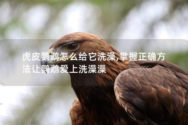 虎皮鹦鹉怎么给它洗澡,掌握正确方法让鹦鹉爱上洗澡澡