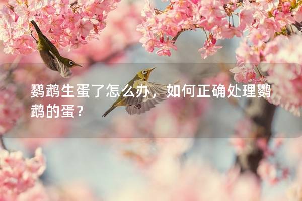 鹦鹉生蛋了怎么办，如何正确处理鹦鹉的蛋？