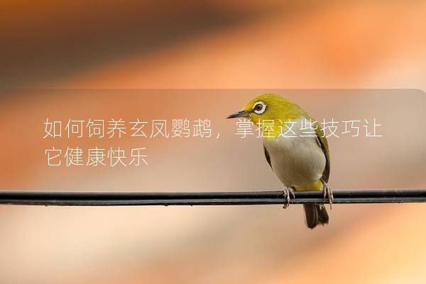 如何饲养玄凤鹦鹉，掌握这些技巧让它健康快乐
