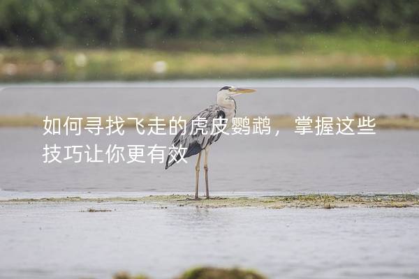 如何寻找飞走的虎皮鹦鹉，掌握这些技巧让你更有效