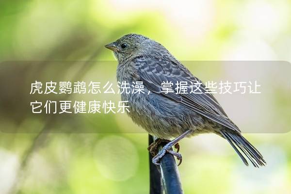 虎皮鹦鹉怎么洗澡，掌握这些技巧让它们更健康快乐