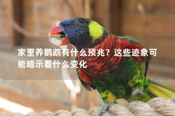 家里养鹦鹉有什么预兆？这些迹象可能暗示着什么变化