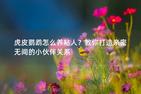 虎皮鹦鹉怎么养粘人？教你打造亲密无间的小伙伴关系