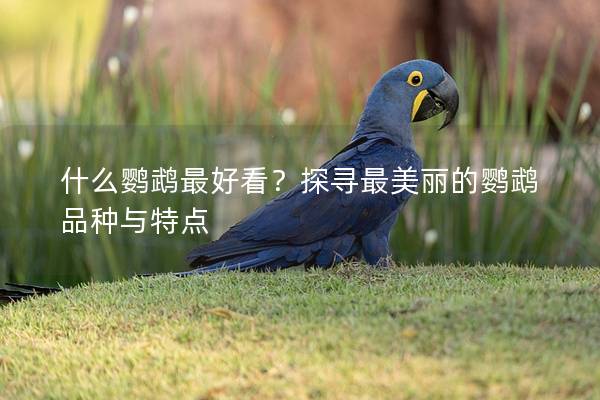 什么鹦鹉最好看？探寻最美丽的鹦鹉品种与特点