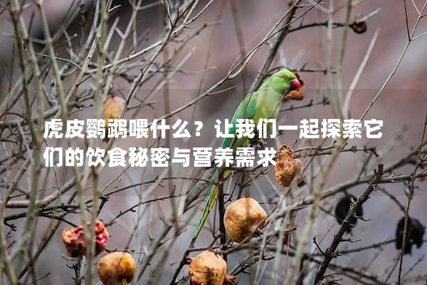 虎皮鹦鹉喂什么？让我们一起探索它们的饮食秘密与营养需求