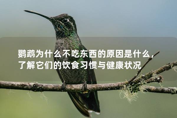 鹦鹉为什么不吃东西的原因是什么，了解它们的饮食习惯与健康状况
