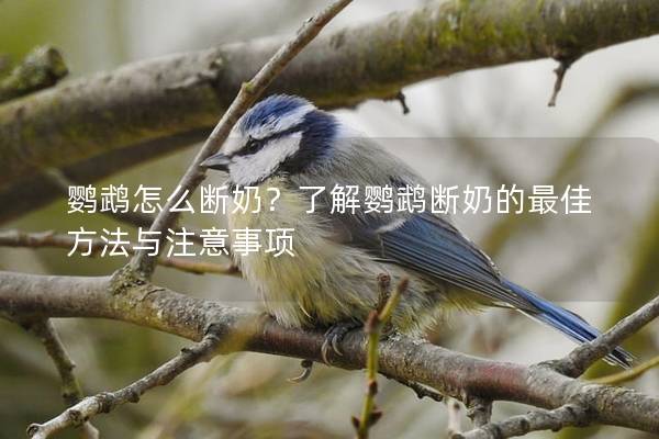 鹦鹉怎么断奶？了解鹦鹉断奶的最佳方法与注意事项