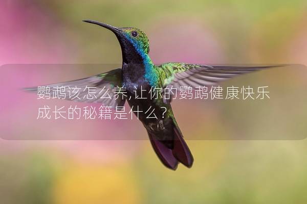 鹦鹉该怎么养,让你的鹦鹉健康快乐成长的秘籍是什么？