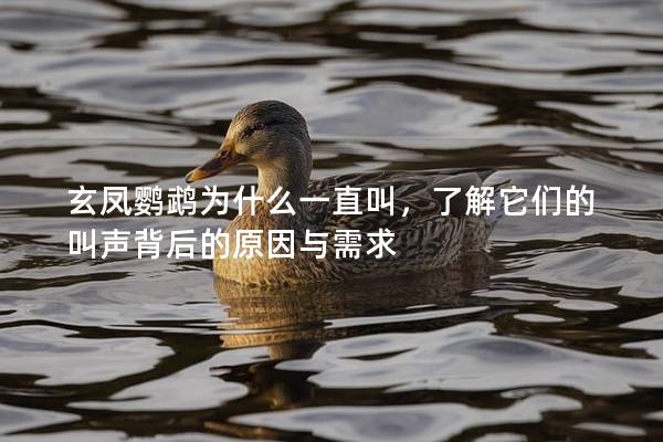 玄凤鹦鹉为什么一直叫，了解它们的叫声背后的原因与需求
