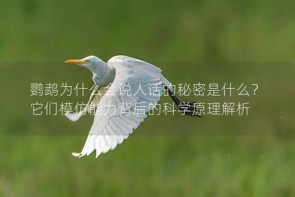 鹦鹉为什么会说人话的秘密是什么？它们模仿能力背后的科学原理解析