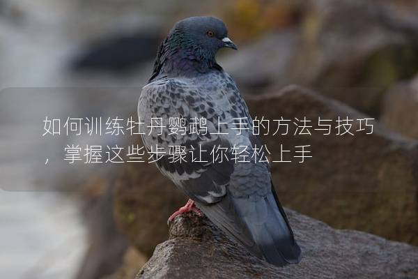 如何训练牡丹鹦鹉上手的方法与技巧，掌握这些步骤让你轻松上手