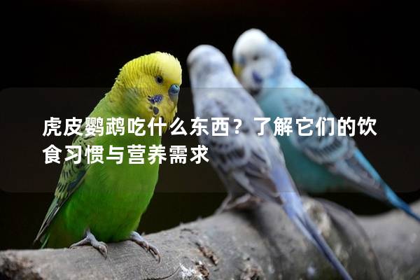虎皮鹦鹉吃什么东西？了解它们的饮食习惯与营养需求