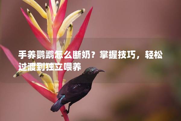 手养鹦鹉怎么断奶？掌握技巧，轻松过渡到独立喂养