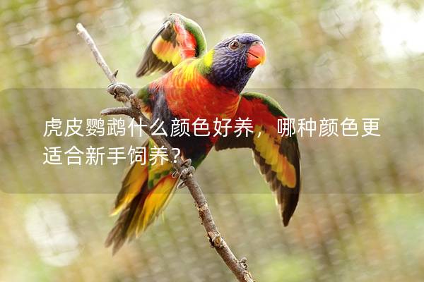 虎皮鹦鹉什么颜色好养，哪种颜色更适合新手饲养？