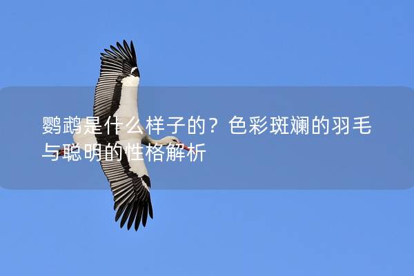鹦鹉是什么样子的？色彩斑斓的羽毛与聪明的性格解析