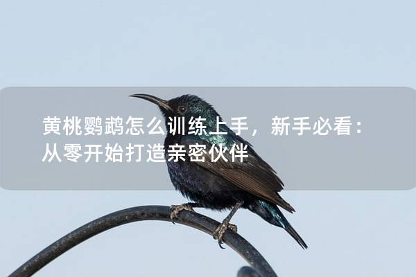 黄桃鹦鹉怎么训练上手，新手必看：从零开始打造亲密伙伴