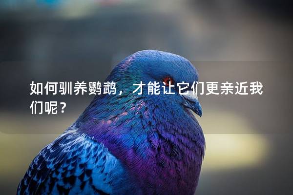 如何驯养鹦鹉，才能让它们更亲近我们呢？