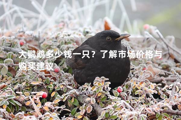 大鹦鹉多少钱一只？了解市场价格与购买建议