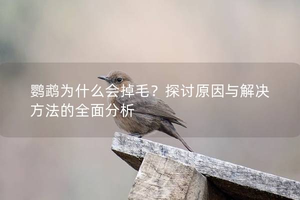 鹦鹉为什么会掉毛？探讨原因与解决方法的全面分析
