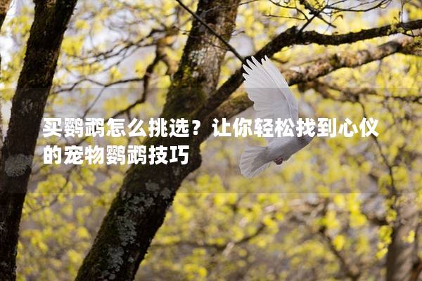 买鹦鹉怎么挑选？让你轻松找到心仪的宠物鹦鹉技巧