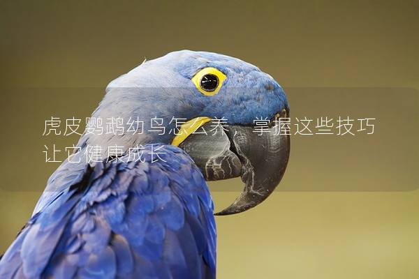 虎皮鹦鹉幼鸟怎么养，掌握这些技巧让它健康成长