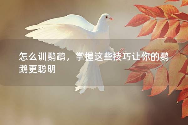 怎么训鹦鹉，掌握这些技巧让你的鹦鹉更聪明