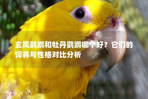 玄凤鹦鹉和牡丹鹦鹉哪个好？它们的饲养与性格对比分析