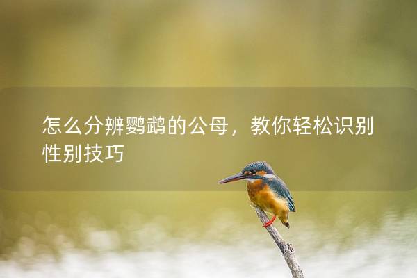怎么分辨鹦鹉的公母，教你轻松识别性别技巧