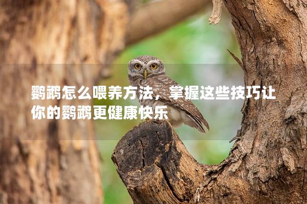 鹦鹉怎么喂养方法，掌握这些技巧让你的鹦鹉更健康快乐