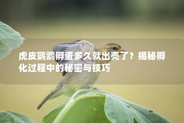 虎皮鹦鹉孵蛋多久就出壳了？揭秘孵化过程中的秘密与技巧