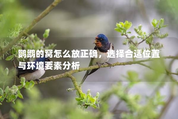 鹦鹉的窝怎么放正确，选择合适位置与环境要素分析