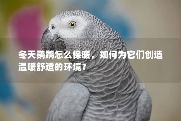 冬天鹦鹉怎么保暖，如何为它们创造温暖舒适的环境？