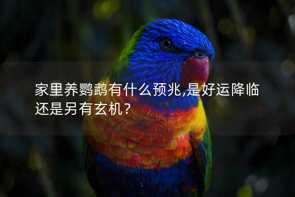 家里养鹦鹉有什么预兆,是好运降临还是另有玄机？