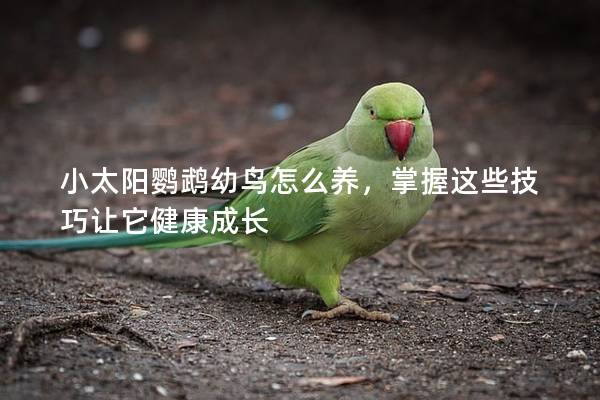 小太阳鹦鹉幼鸟怎么养，掌握这些技巧让它健康成长