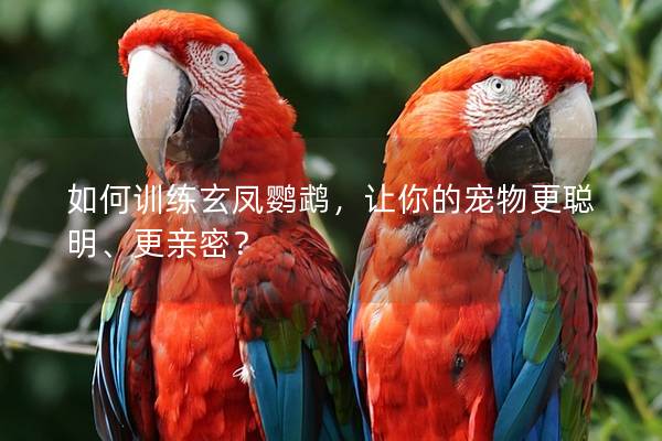 如何训练玄凤鹦鹉，让你的宠物更聪明、更亲密？