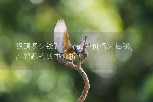 鹦鹉多少钱？不同品种价格大揭秘，养鹦鹉的成本分析