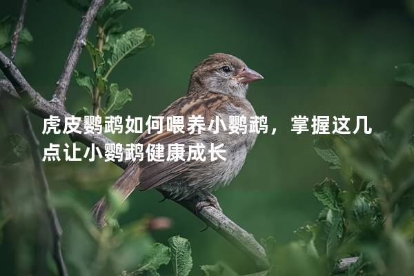 虎皮鹦鹉如何喂养小鹦鹉，掌握这几点让小鹦鹉健康成长