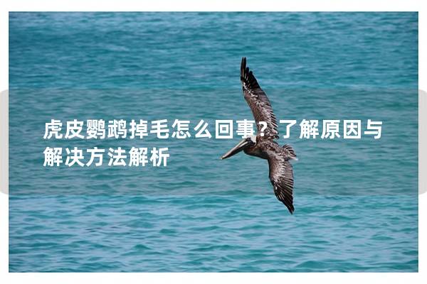 虎皮鹦鹉掉毛怎么回事？了解原因与解决方法解析